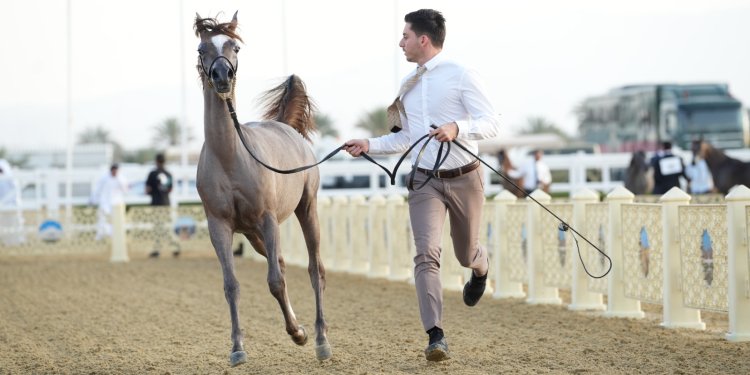 نزوى تستعد لاحتضان بطولة الرباطيّة المحلية الأولى لجمال الخيل العربية