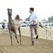 نزوى تستعد لاحتضان بطولة الرباطيّة المحلية الأولى لجمال الخيل العربية