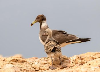 سلطنة عُمان تحتفل باليوم الخليجي للحياة الفطرية