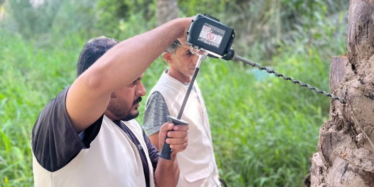 محافظة الظاهرة تسجل تراجعًا في إصابات سوسة النخيل الحمراء خلال 2025