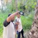 محافظة الظاهرة تسجل تراجعًا في إصابات سوسة النخيل الحمراء خلال 2025