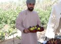 من شغف شخصي إلى مشروع إنتاجي… الكلباني يروي قصة التين في عبري