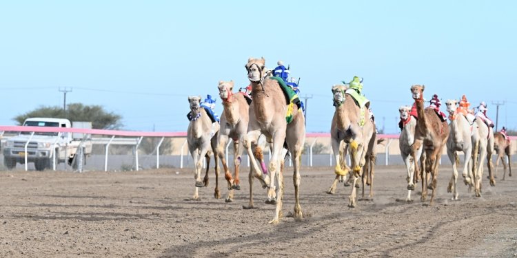 32 شوطًا في اليوم الأول من مهرجان الهجن السلطاني بمشاركة واسعة للبكار والقعدان