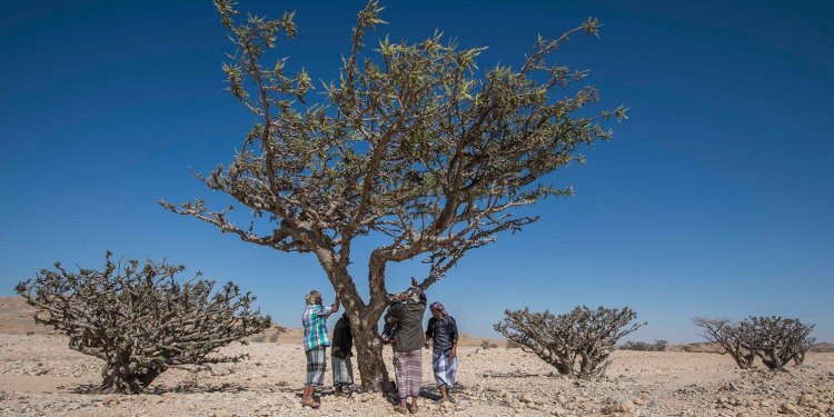 إنجاز يعبق بالأصالة.. سلطنة عُمان تسجل اللبان العُماني دوليًا كمؤشر جغرافي في “الويبو”