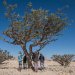 إنجاز يعبق بالأصالة.. سلطنة عُمان تسجل اللبان العُماني دوليًا كمؤشر جغرافي في “الويبو”