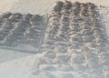 ضبط 3 مواطنين لاصطيادهم طيورًا برية في ظفار
