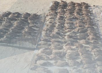 ضبط 3 مواطنين لاصطيادهم طيورًا برية في ظفار