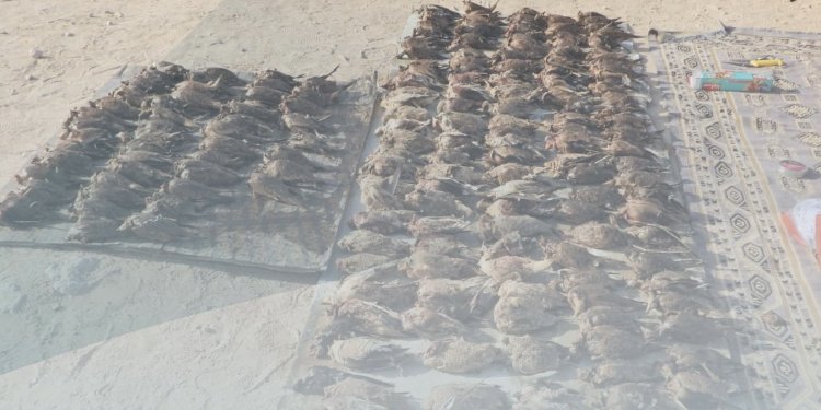 ضبط 3 مواطنين لاصطيادهم طيورًا برية في ظفار