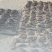 ضبط 3 مواطنين لاصطيادهم طيورًا برية في ظفار