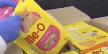 الماريجوانا في عبوات طعام قطط.. الجمارك تُفشل محاولة تهريب مخدرات من تايلند