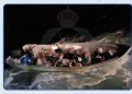 ضبط 22 شخصًا أثناء محاولتهم دخول البلاد بطريقة غير مشروعة