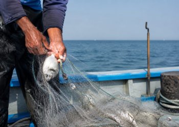 93.5 % من الصادرات تتجه إلى الخليج.. من يشتري الأسماك العُمانية؟ ومن أين نستورد المنتجات البحرية؟