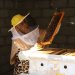 الظاهرة تسجل نمواً قياسياً في إنتاج العسل المحلي