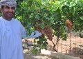 74 صنفاً عالمياً من العنب تزدهر في بهلاء.. ومزرعة عُمانية تنتج 3 أطنان سنويا