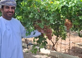 74 صنفاً عالمياً من العنب تزدهر في بهلاء.. ومزرعة عُمانية تنتج 3 أطنان سنويا