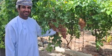 74 صنفاً عالمياً من العنب تزدهر في بهلاء.. ومزرعة عُمانية تنتج 3 أطنان سنويا