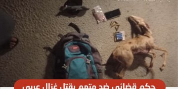 حكم قضائي بالسجن والغرامة ضد متهم بقتل غزال عربي