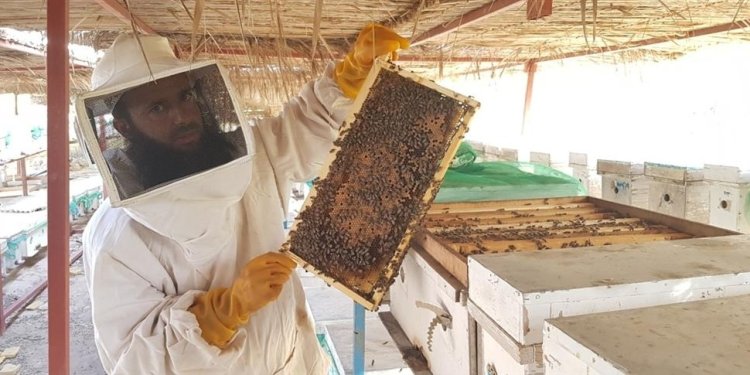 934 ألف كجم كمية إنتاج العسل المحلي مع واردات تجاوزت 2.1 مليون ريال عُماني
