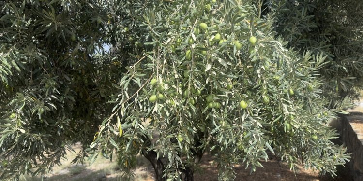 90 ألف لتر من زيت الزيتون حصيلة الموسم الماضي في الجبل الأخضر