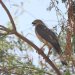 البريمي تسجل إضافة جديدة لسجل التنوع الأحيائي برصد تفريخ الباشق الكستنائي